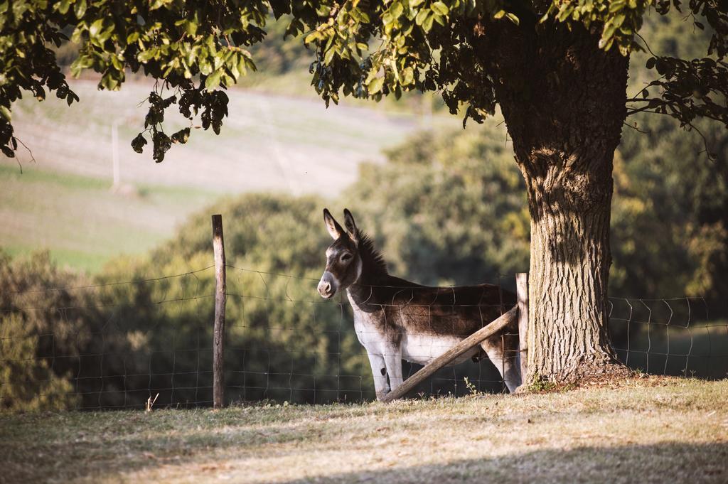 Vila Rustico Del Conero Camerano Exteriér fotografie